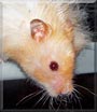 Coconut the Teddy Bear Hamster