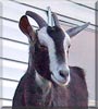 Misty the Goat