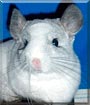 Jasper the White Mosaic Chinchilla