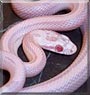 Mirasol the Corn Snake
