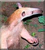 Aurora the Tamandua