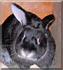 Lilac the Rabbit