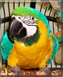 Romeo the Blue and Gold Macaw