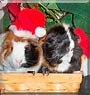 Mr. Woody, Princess the Guinea Pig