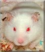 Frosty the Syrian hamster