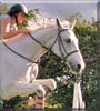 Ikoss the Dutch Warmblood Horse