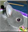 Smokey the Netherland Dwarf Rabbit