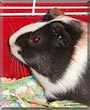 Chip the Shorthair Guinea Pig