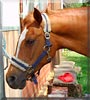 Montana the German Riding Pony
