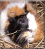 Bella the Guinea Pig