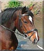 Winnie Puh the Holsteiner Horse