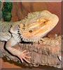 Pott the Bearded Dragon