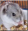Rocky the Hamster