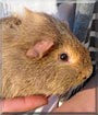 Warren the Guinea Pig