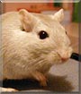Theodore the Gerbil