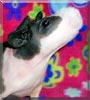 Lucy the Hairless Guinea Pig