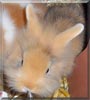 Stupsi the Lionhead Rabbit