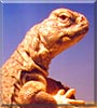 Guya the Uromastyx Lizard
