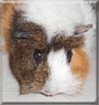 Lilo the Guinea Pig
