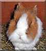 Hopsi the Dwarf Rabbit