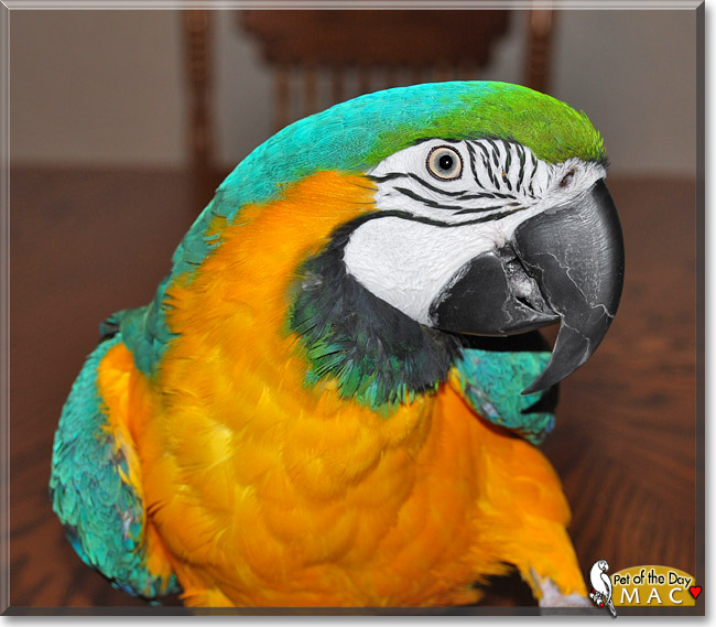 Mac, the Pet of the Day