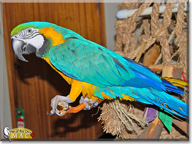 Mac, the Pet of the Day