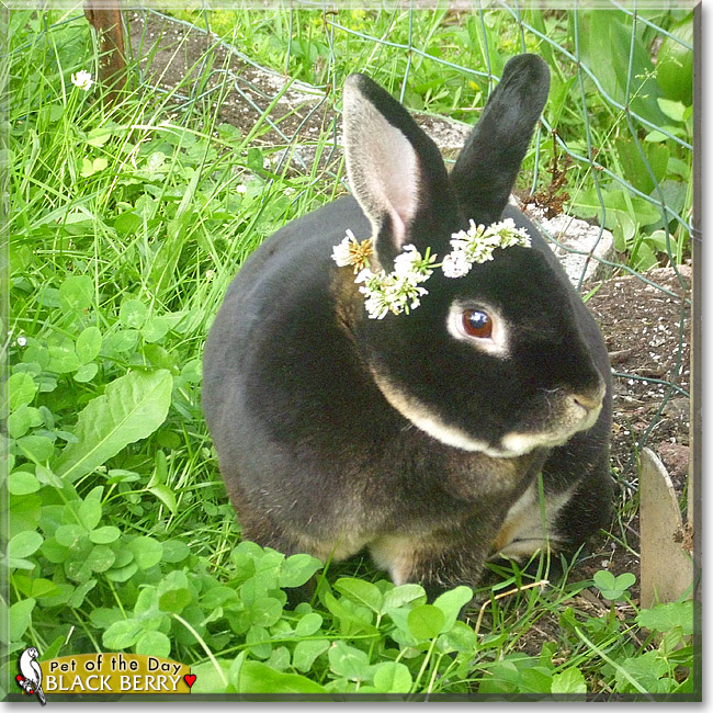 Black Berry, the Pet of the Day Black Berry, the Pet of the Day