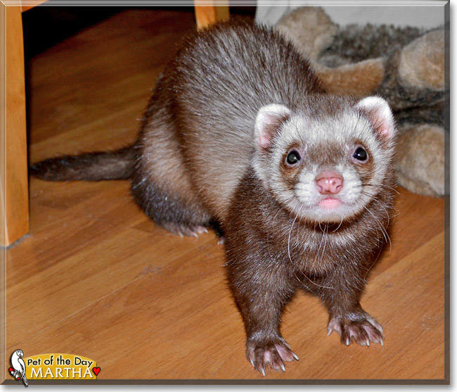 Martha, the Pet of the Day Martha, the Pet of the Day
