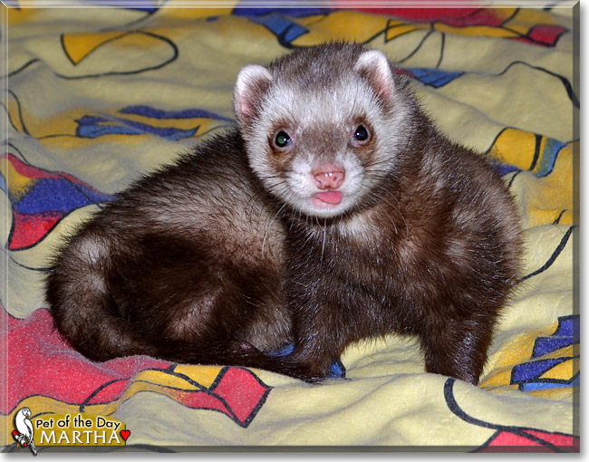 Martha, the Pet of the Day Martha, the Pet of the Day