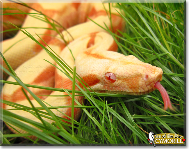 Cymorill, the Pet of the Day Cymorill, the Pet of the Day