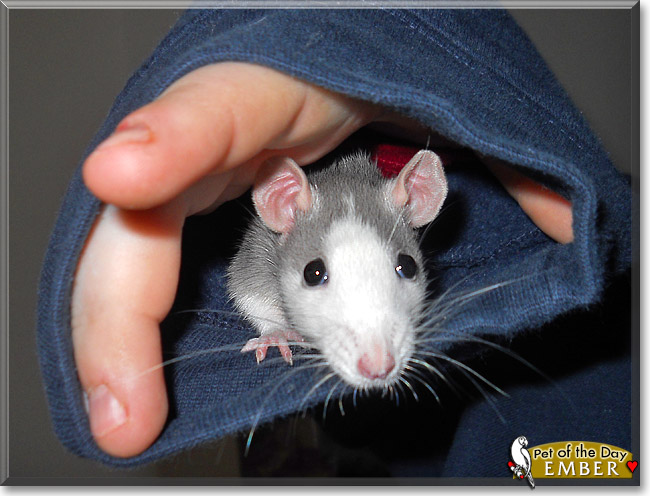 Ember, the Pet of the Day Ember, the Pet of the Day