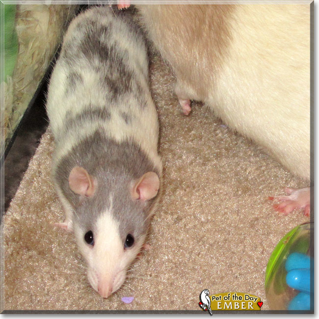 Ember, the Pet of the Day Ember, the Pet of the Day