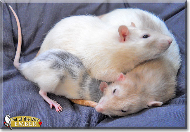 Ember, the Pet of the Day Ember, the Pet of the Day