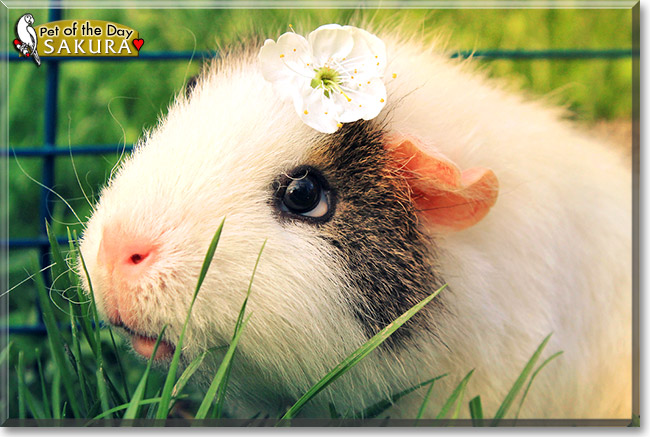 Sakura, the Pet of the Day Sakura, the Pet of the Day