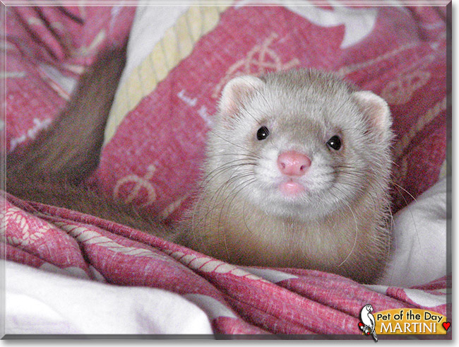 Martini, the Pet of the Day
