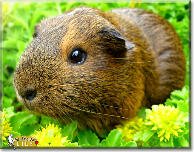 Lily, the Pet of the Day Lily, the Pet of the Day