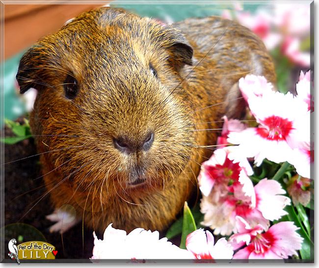 Lily, the Pet of the Day Lily, the Pet of the Day