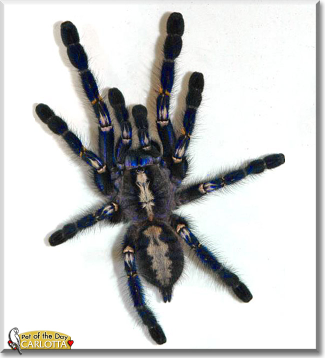 Carlotta, the Pet of the Day Carlotta, the Pet of the Day