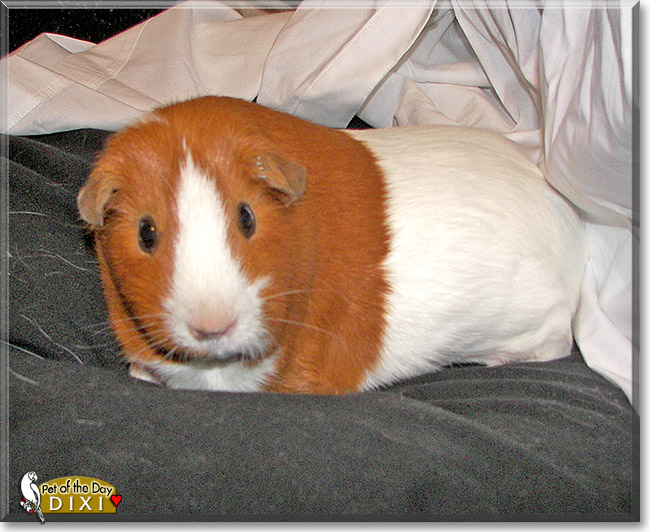 Dixi, the Pet of the Day Dixi, the Pet of the Day