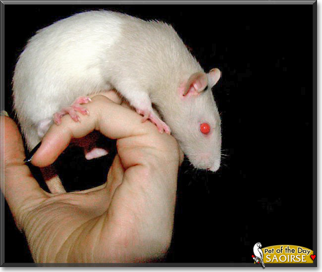 Saoirse, the Pet of the Day