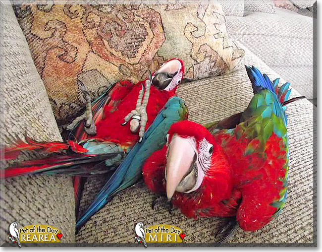 ReaRea, Miri, the Pet of the Day ReaRea, Miri, the Pet of the Day