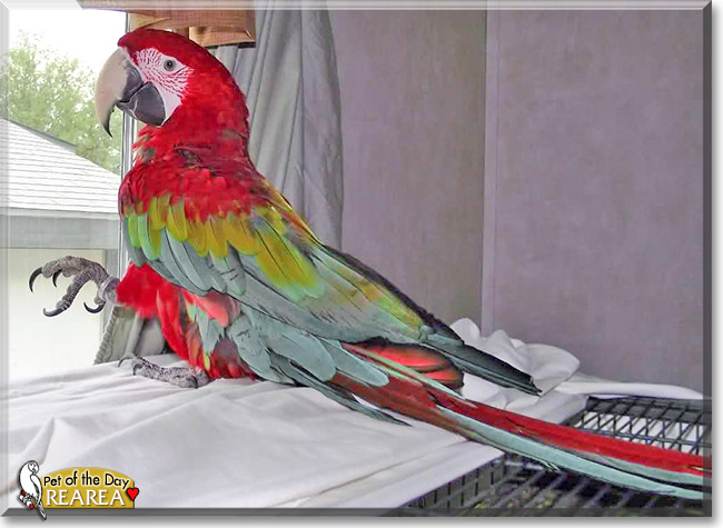 ReaRea, Miri, the Pet of the Day ReaRea, Miri, the Pet of the Day