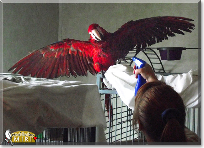 ReaRea, Miri, the Pet of the Day ReaRea, Miri, the Pet of the Day