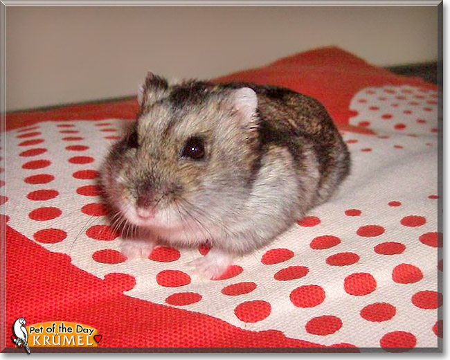 Krümel, the Pet of the Day