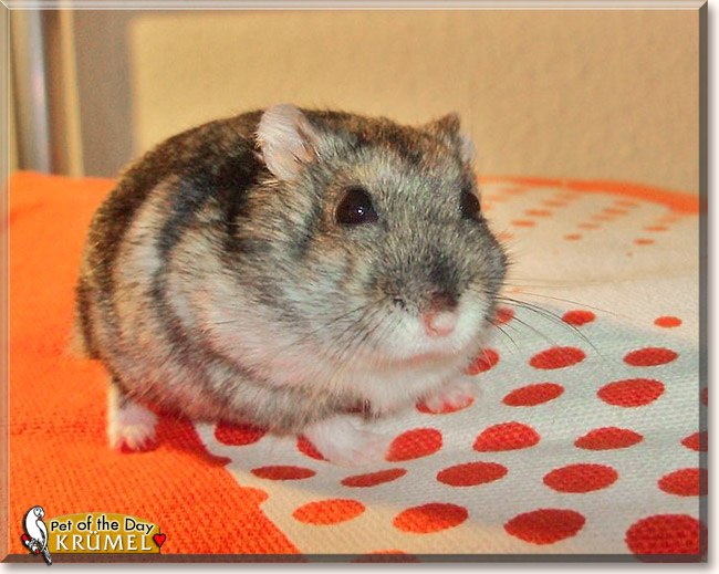Rusty, the Pet of the Day Rusty, the Pet of the Day