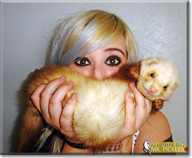 Mr. Branston Pickles, the Pet of the Day Mr. Branston Pickles, the Pet of the Day