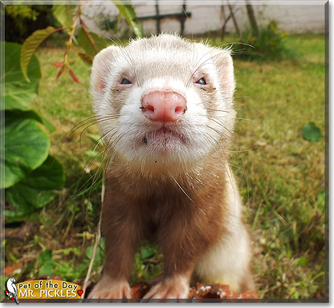 Mr. Branston Pickles, the Pet of the Day Mr. Branston Pickles, the Pet of the Day