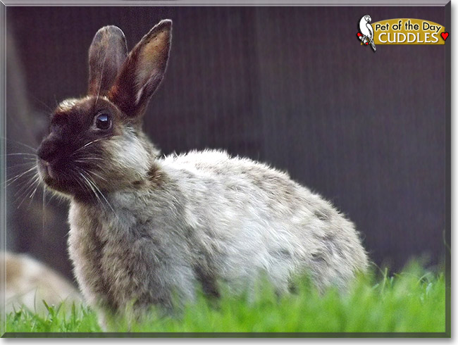Cuddles, the Pet of the Day Cuddles, the Pet of the Day