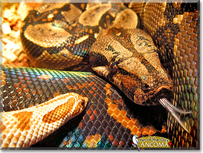 Ancoma, the Pet of the Day Ancoma, the Pet of the Day