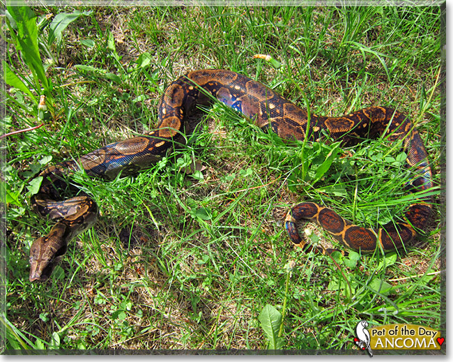 Ancoma, the Pet of the Day Ancoma, the Pet of the Day